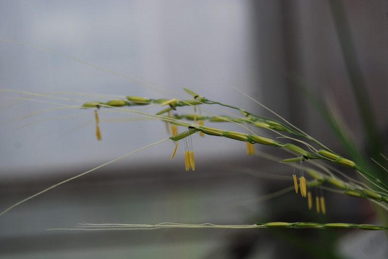 野生イネの花