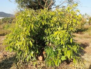 指宿植物試験場で栽培されている在来系統