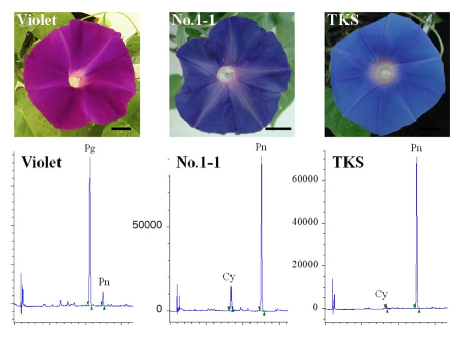 トルコギキョウの色素生合成遺伝子を導入し、花色が変化したアサガオ（中央）