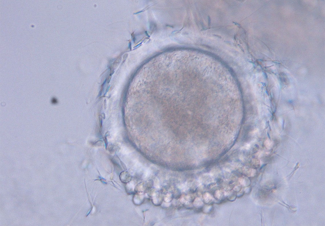 凍結融解精子を媒精中のウシ卵子