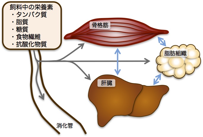 栄養素（タンパク質、脂質、糖質、食物繊維など）が体内でどのように消化、吸収、代謝されるかを調べています