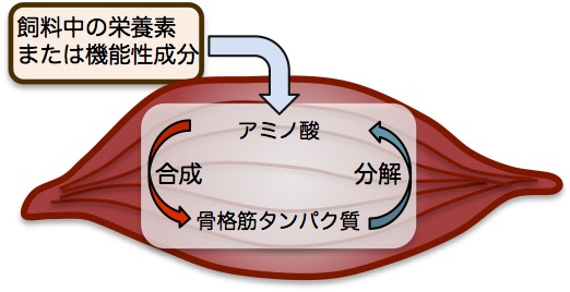 筋肉を増やす