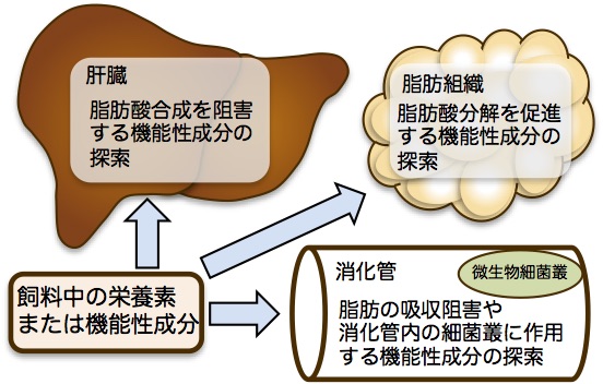 脂肪を減らす