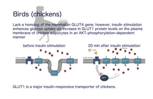 ニワトリ脂肪細胞におけるインスリン応答性のグルコース取込み機構の研究