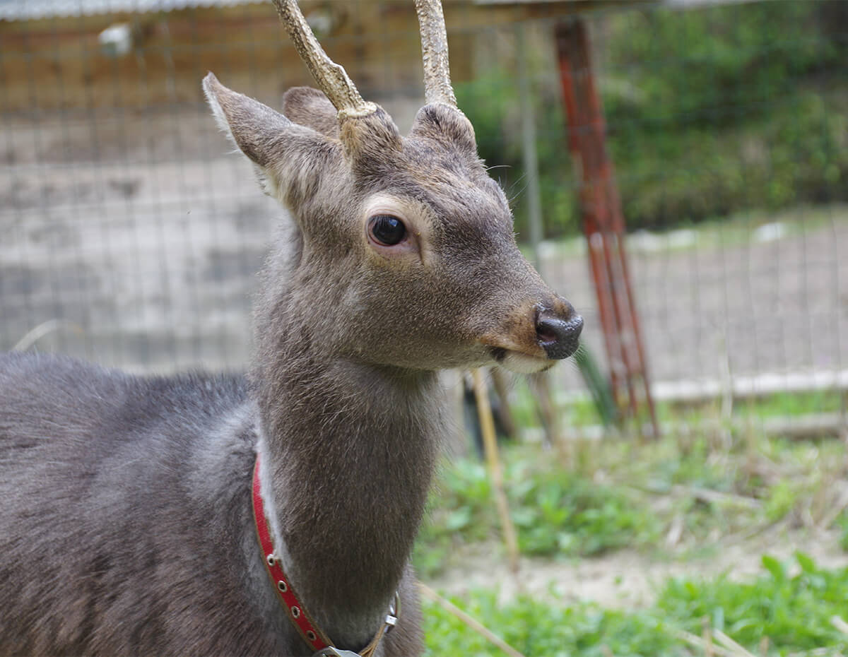 キュウシュウジカ