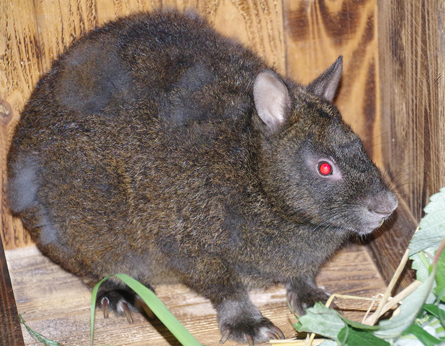 アマミノクロウサギ