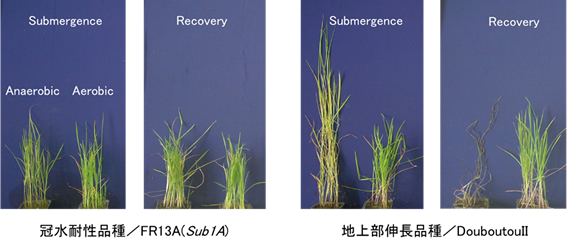 冠水耐性品種（SUB1A）の冠水中及び冠水解除後の生育