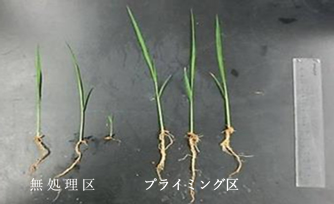 イネの種子プライミングの効果