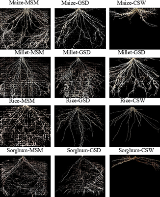 Root distribution to different water status in several crop