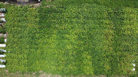 Photograph of sweet potato field with different varieties, taken from 20m above the ground