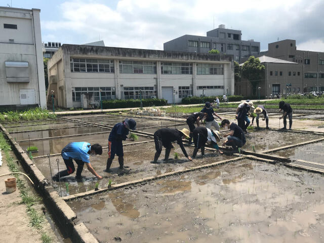 実験田の田植え