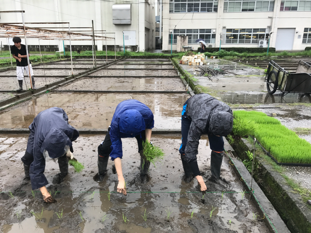 田植え