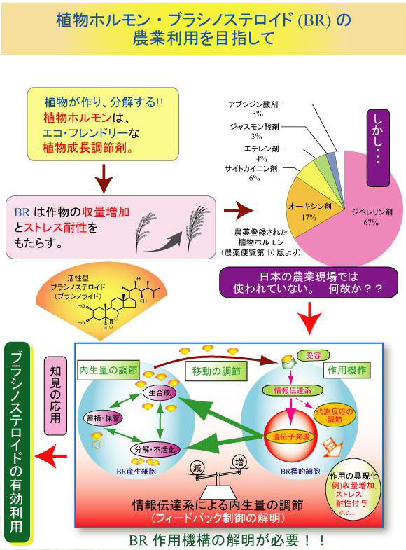 植物ホルモン・ブラシノステロイドの農業利用を目指して