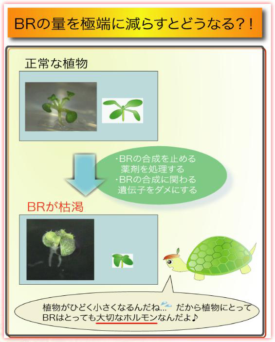 BRの量を極端に減らすとどうなる？