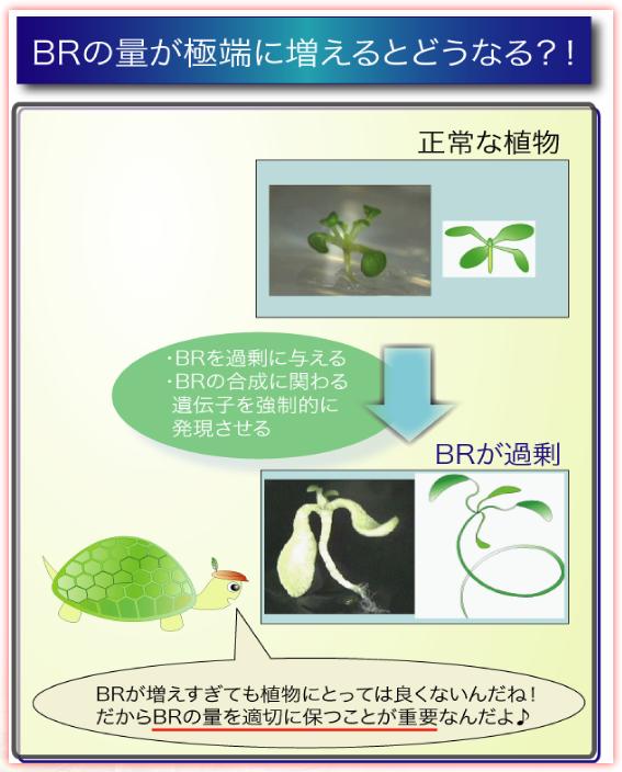 BRの量を極端に増えるとどうなる？