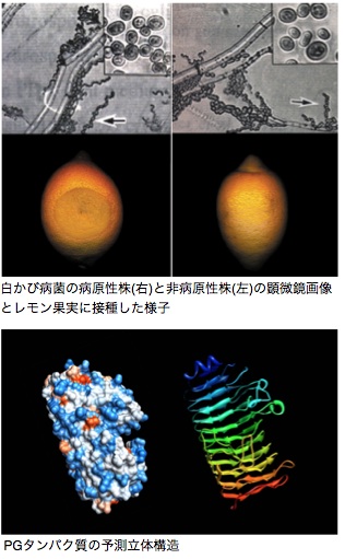 サンセベリア炭疽病菌の病原性因子(宿主特異性因子)に関する研究