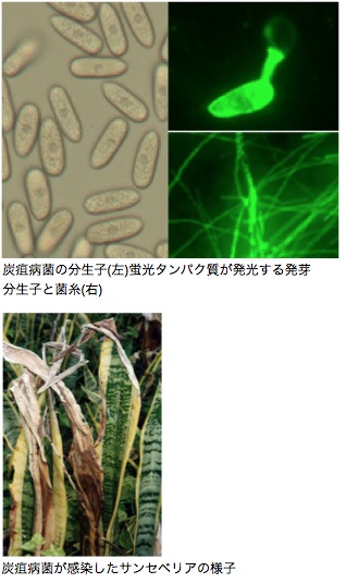 サンセベリア炭疽病菌の病原性因子(宿主特異性因子)に関する研究