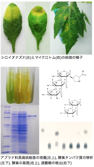 アブラナ科黒腐細菌病菌・トマト斑点細菌病菌のアラビノフラノシダーゼに関する研究