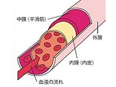 健康な血管の維持・改善を目指した研究