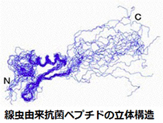 抗菌ペプチドの同定及び機能性評価