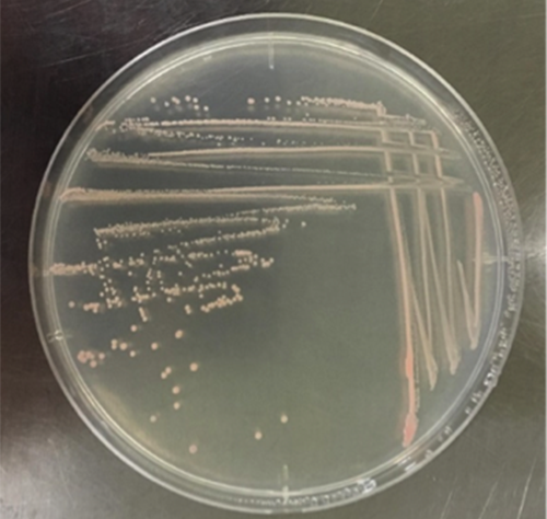 環境試料からの細菌分離