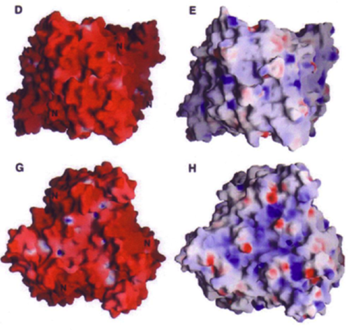 高度好塩菌(D, G)とヒト(E, H)由来タンパク質の表面電荷(正電荷は青、負電荷は赤)の比較