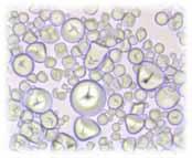 New sweetpotato starch having a slow retrogradation