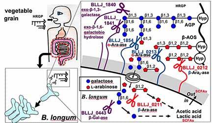 HRGPs are prebiotic glycoproteins for B. longum