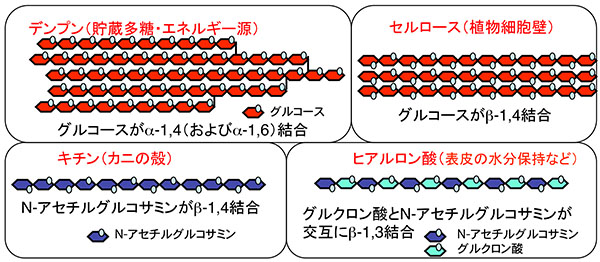 糖質とは