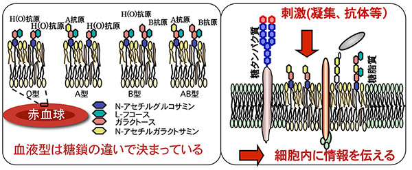 糖質とは