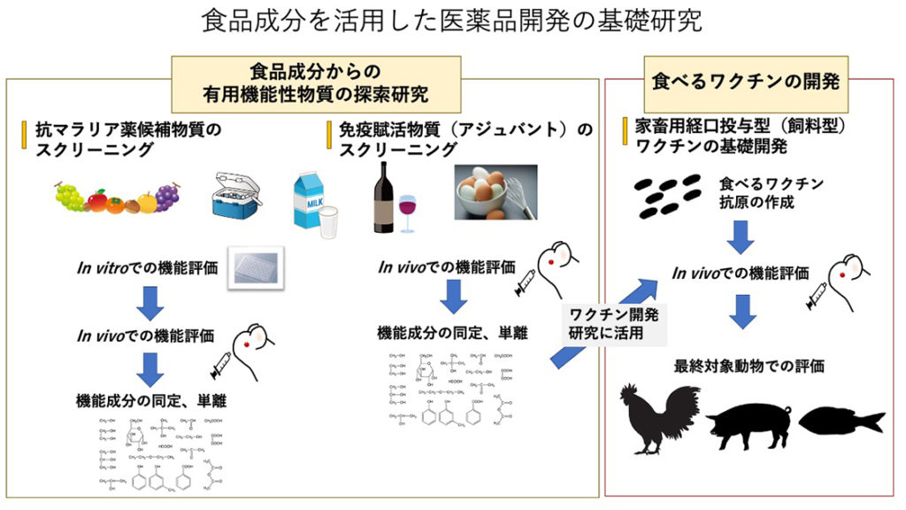 食品成分を活用した医薬品開発の基礎研究