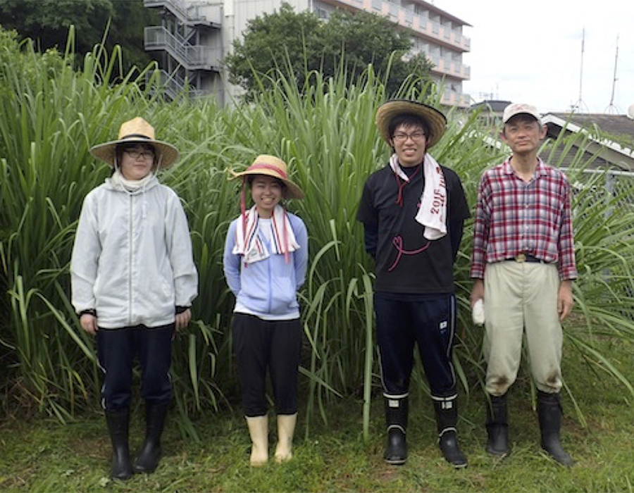 唐湊果樹園圃場でのエリアンサスの栽培試験の様子