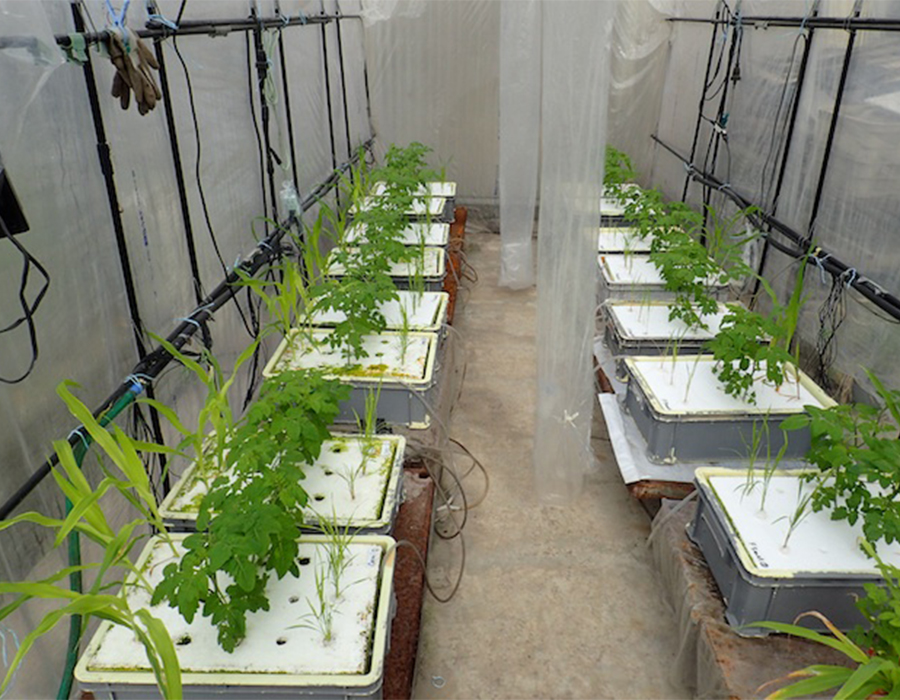 微量元素が各種作物の生育に及ぼす影響についての水耕栽培試験の様子