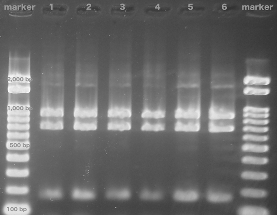 DNA解析（PCR-RFLP法）によるネコブセンチュウ種の判別