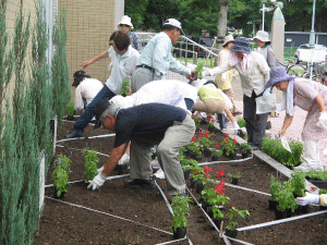 市民・学生ボランティアによる花壇造り1