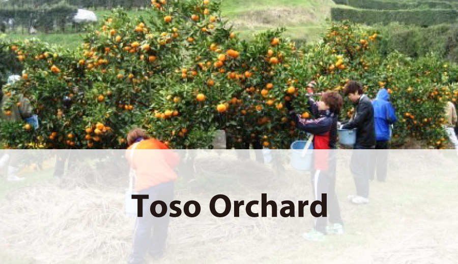 Toso Orchard