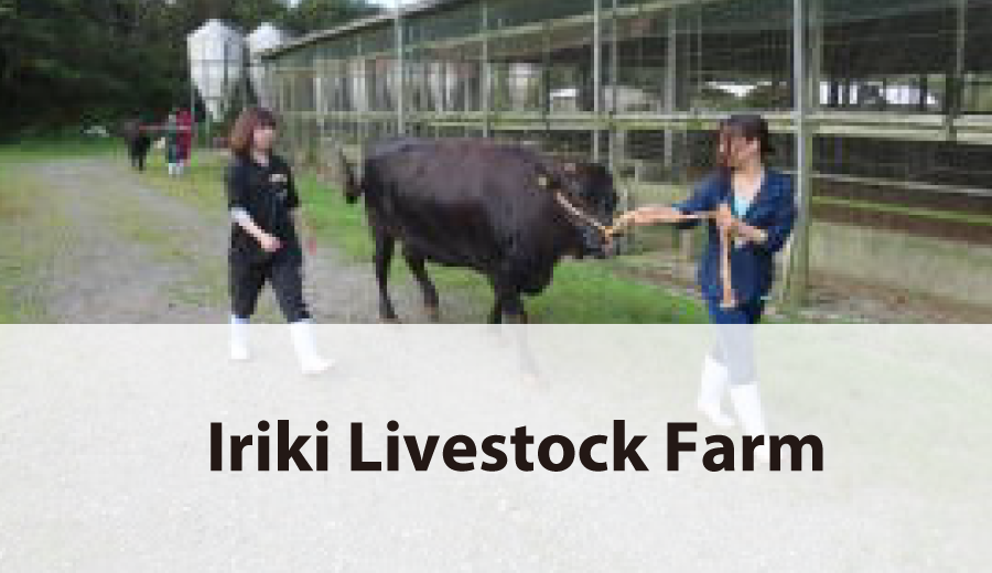 Iriki Livestock Farm