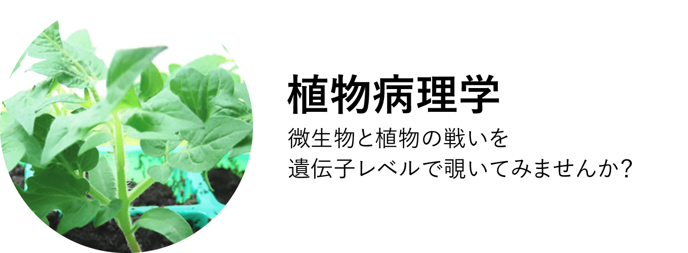 植物病理学