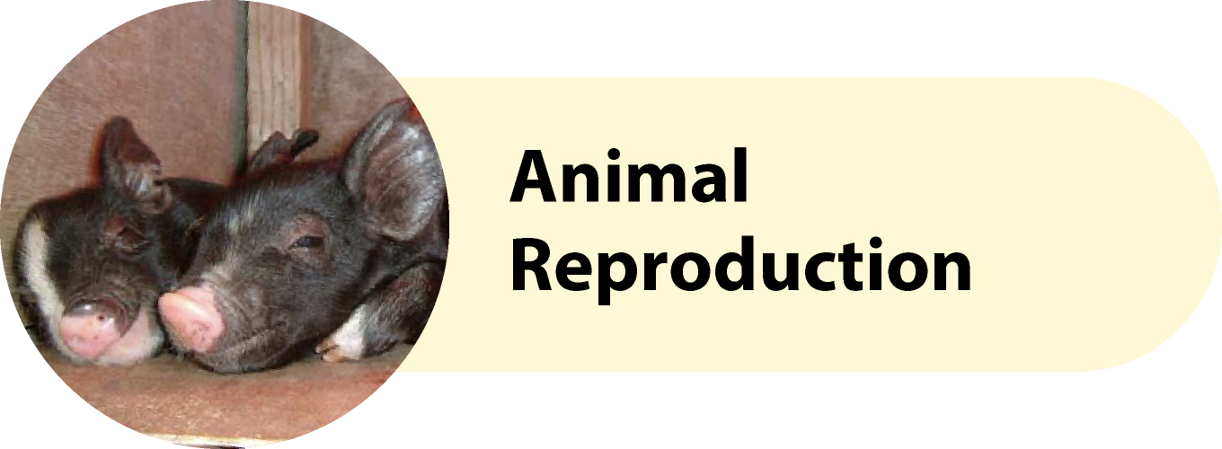 Animal Reproduction