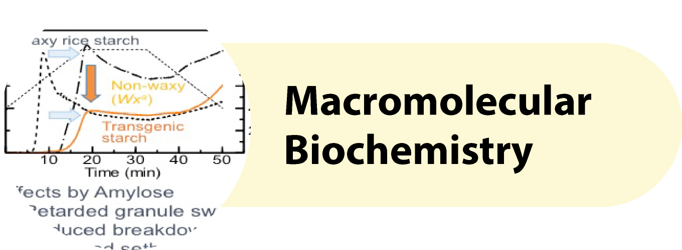 Macromolecular Biochemistry