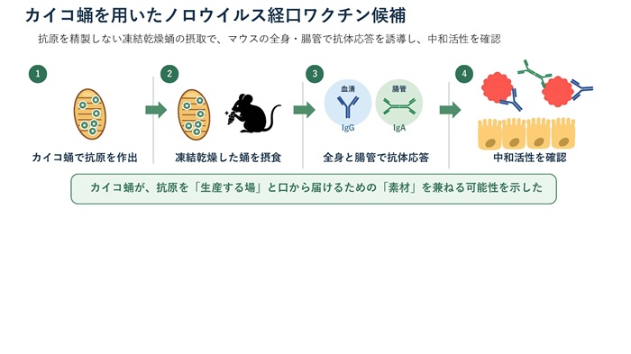 ノロウイルス抗原をつくるカイコ蛹を食べて抗体を誘導 ―抗原を精製せずに用いる経口ワクチン候補の可能性をマウスで確認―